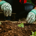 Щоб урожай був щедрим: покрокова схема підживлення розсади для волинських господарів