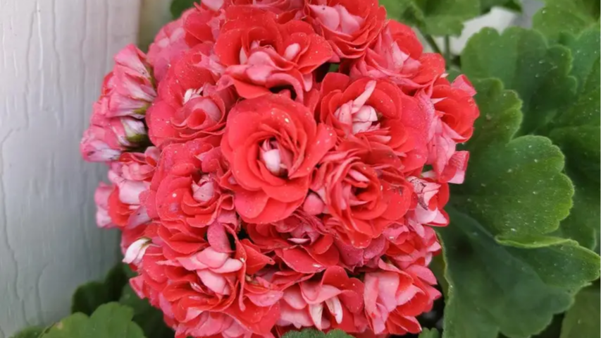 Як змусити герань цвісти весь рік: недорогий засіб для пеларгонії