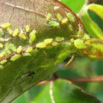 Натуральний захист від шкідників: які рослини допомагають позбутися мурах і попелиці