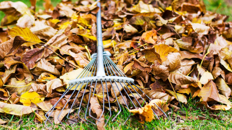 опадле листя горіха