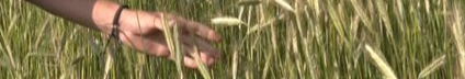 Після втрати брата на війні - знову в полі: як родина з Волині вирощує хліб і допомагає армії