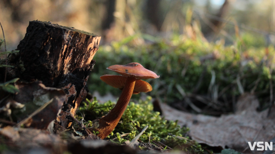 Від снігу до весняного тепла: прогноз погоди на вихідні у Луцьку та області