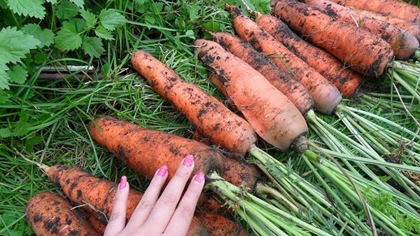 Як підживити моркву попелом?