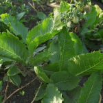 Як вивести хрін з городу навесні: зробіть це негайно