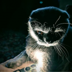 Де та коли не буде світла на Волині 21 березня: погодинний графік відключень