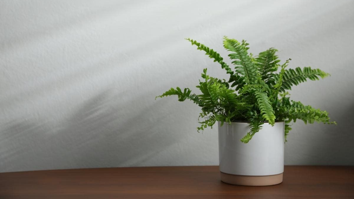 Які вазони не можна приносити в дім