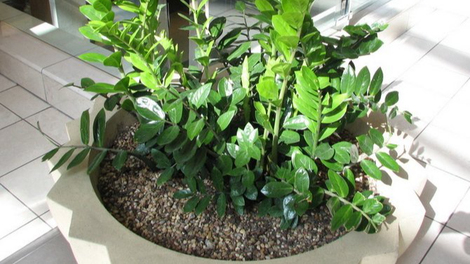 Що робити із заміокулькасом, який не випускає нові пагони: найкраще підживлення