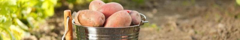 Яку картоплю садити у травні 2026 року: сорти, що дадуть великий урожай навіть після холодної весни