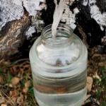 На Волині стартував сезон замовлень на березовий сік: скільки коштує напій?