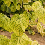 Народні методи від пожовтіння листя огірків