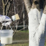 Секретна побілка, якої вистачить на 2 сезони: дерева стануть білосніжними за хвилину