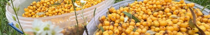Замість малини — обліпиха: волинянка вирощує понад 200 дерев і продає ягоди по всій Україні