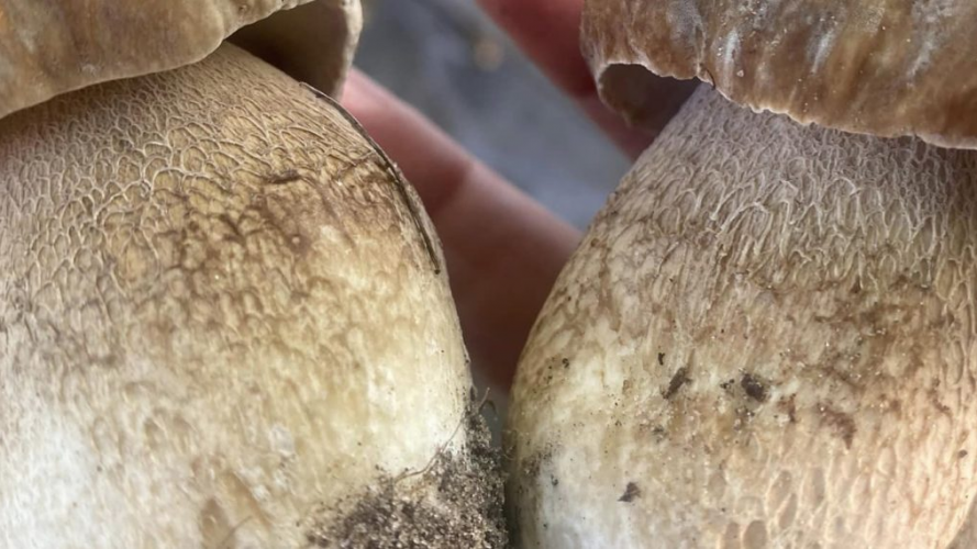 Волинянка поділилася секретами вирощування справжніх лісових грибів