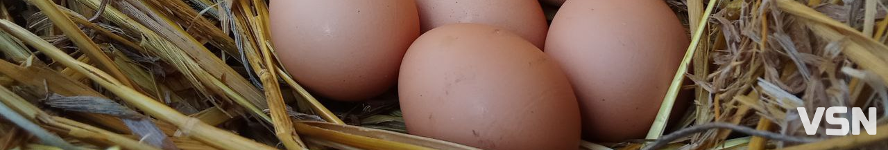 Скільки на ринку коштують домашні яйця у Луцьку?