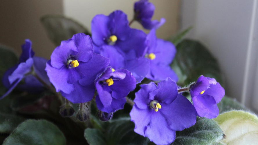 Фіалка в небезпеці: 3 ознаки, що рослина почала гинути і як її врятувати