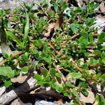 Як назавжди вивести портулак на городі: найкращі гербіциди і перевірені методи