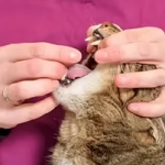 Як дати котові таблетку