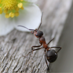 Весняна атака мурах: простий спосіб захистити город від шкідників