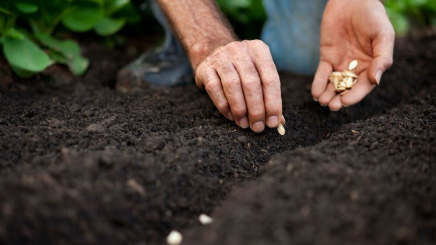 Не проґавте час: що обов’язково посадити у квітні