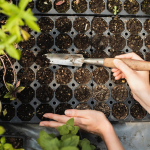 Як і в чому замочити насіння перцю перед посадкою, щоб отримати ранні сходи: приживеться все