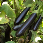 Найкращі сорти баклажанів, які точно дадуть врожай на Волині