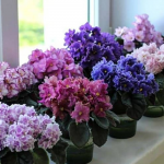 Бутони проснуться за допомогою снігу: як швидко й ефективно стимулювати цвітіння фіалки