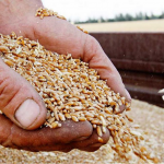 Скільки коштує зерно для посівної на Волині у 2026 році: актуальні ціни