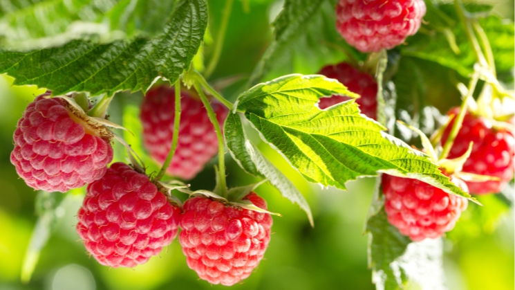 вирощування малини, підживлення малини