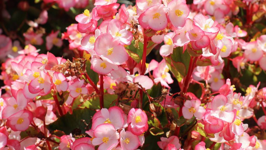 Головний секрет цвітіння бегонії у січні