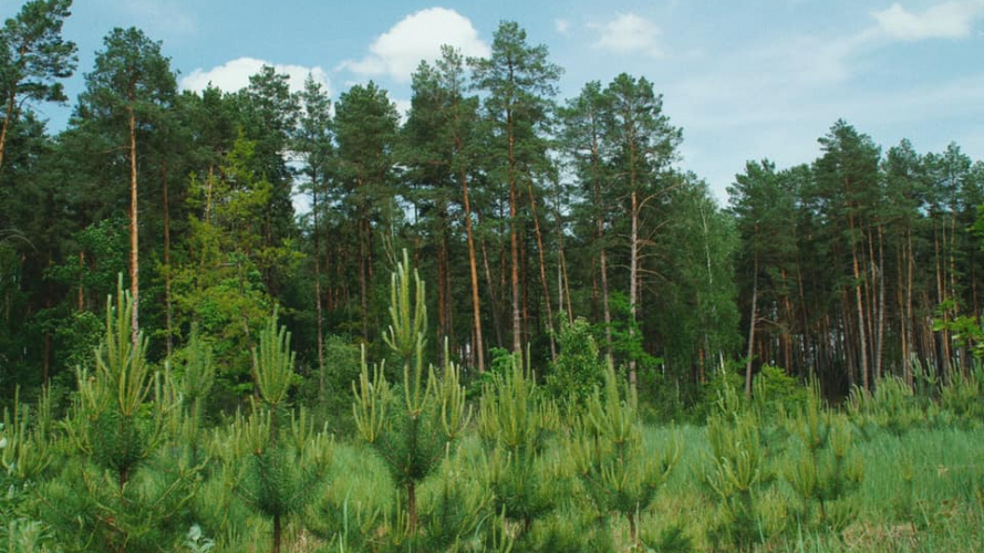 На Волині суд зобов’язав громаду зберегти 45-річний самосійний ліс