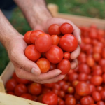 До 20 кг плодів з куща: які сорти помідорів дають високий врожай