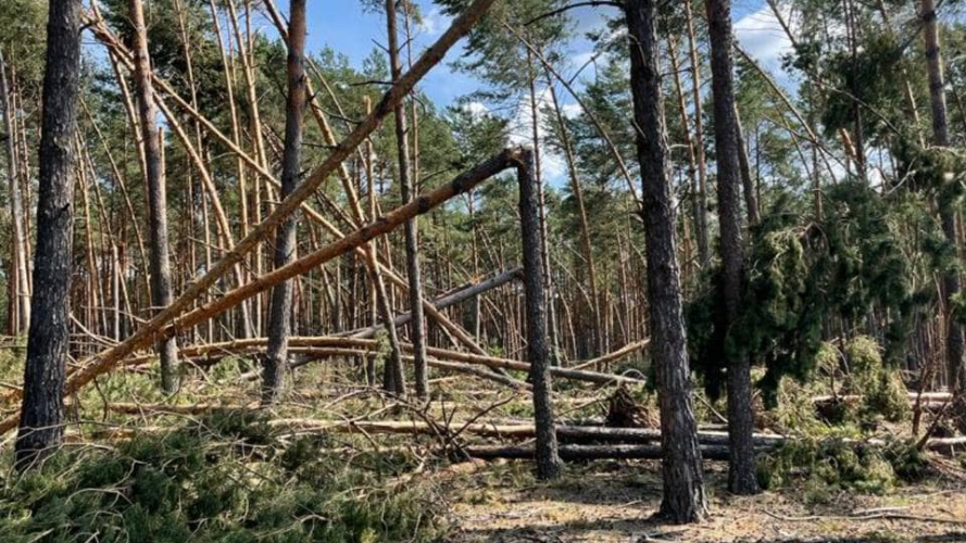 Постраждало понад 5 тисяч га лісу: на Волині долатимуть наслідки негоди у серпні