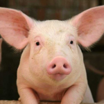 Скільки коштують поросята та свині на Волині?