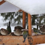 Чим можна годувати птахів взимку і чим не можна