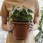 Як не помилитися з поливом вазонів узимку: 4 дієві способи