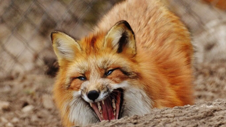 Відстріл лисиць на Волині і ситуація з вакцинацією від сказу: що відомо