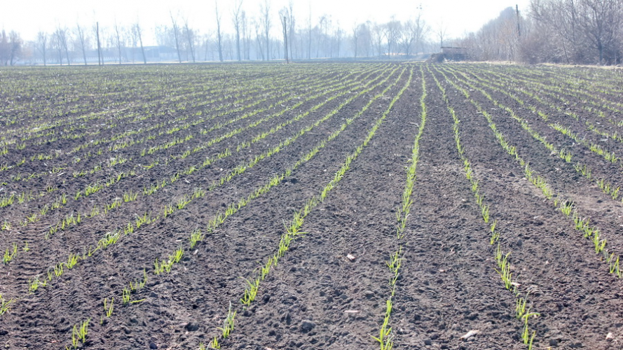 що робити з озимим часником у березні