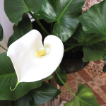 Чому у кімнатних калах росте лише листя, але немає квітів: як підживити вазон, щоб з’явилося багато бутонів