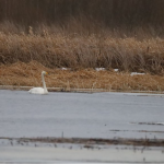 Залишилися на зимівлю: у нацпарку на Волині помітили пару лебедів-кликунів