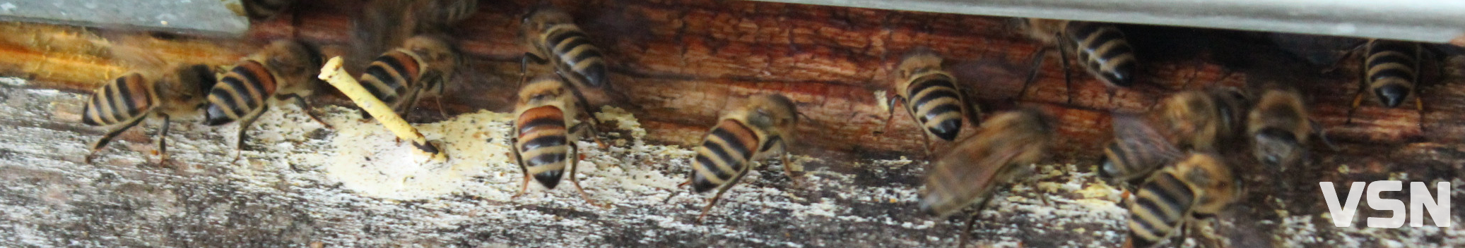 «Як не буде бджілок, не буде людей на Землі»: пасічники з Волині про підготовку вуликів до зими