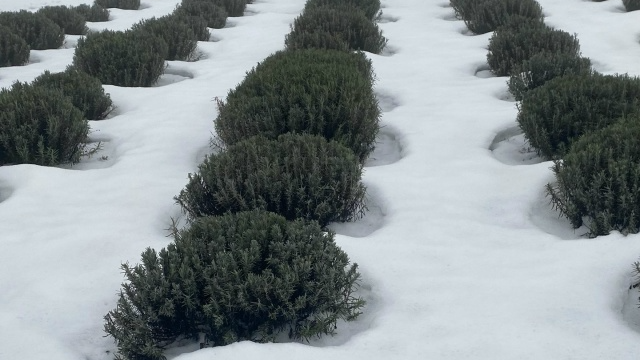Кущ лаванди розвалився після зими: що робити, щоб рослина знову ожила
