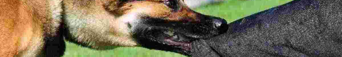 На Волині судили власника собаки, який вкусив людину