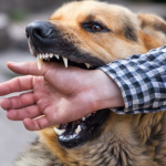 На Волині виявили черговий випадок сказу