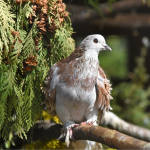 У Луцькому зоопарку поповнення: врятовані з-під Бахмута голуби дали потомство
