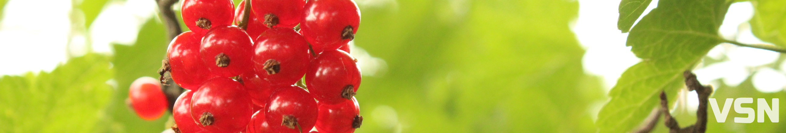 Коли обробляти смородину, малину й полуницю на Волині: рекомендації аграріїв