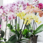 Молоко для орхідей: секрет яскравих квітів у домашніх умовах