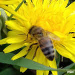 Як підготувати вулики до весняного сезону на Волині?