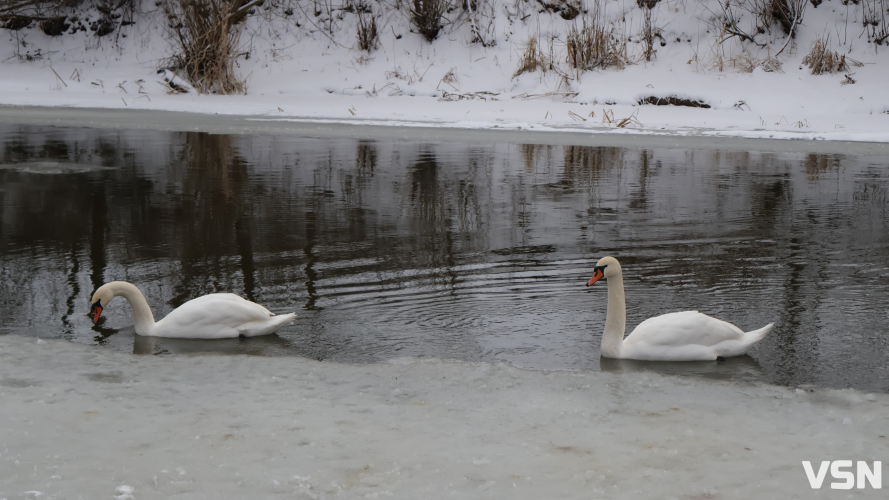 Озеленення, чисті річки й контроль повітря: що профінансують за 2,8 мільйонів у Луцьку