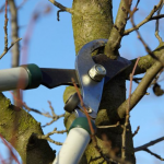 Як правильно вибрати час для весняної обрізки саду: поради для початківців