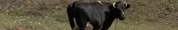 На Волині значно зменшилася кількість корів: що відомо про причини